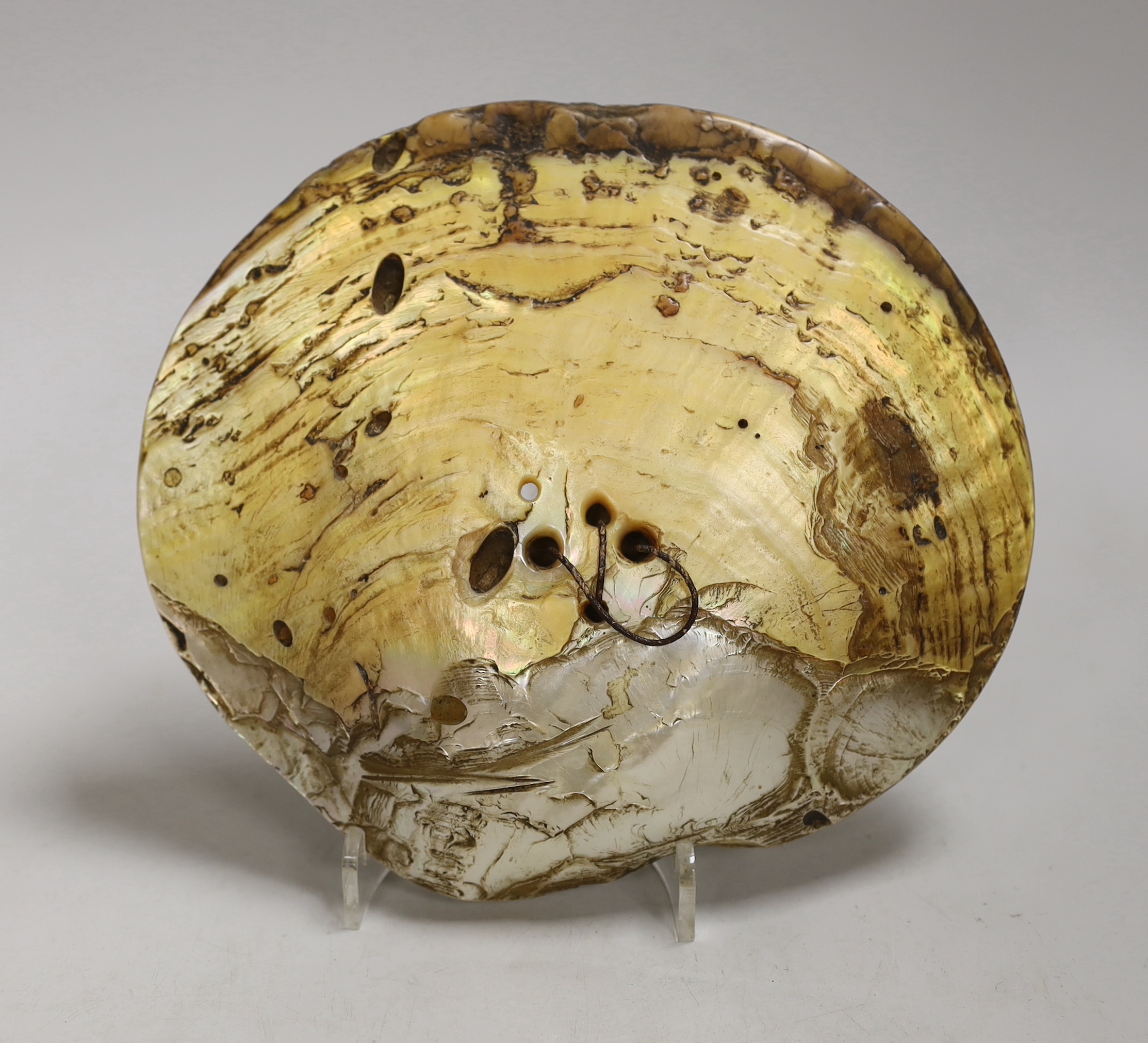 Bontoc Tribe, Luzon, North Island Philippines, a fikum hip decoration, engraved mother of pearl shell, 18cm., Provenance – a European Private collection, thence by family descent. Ethnographica from the same collection w